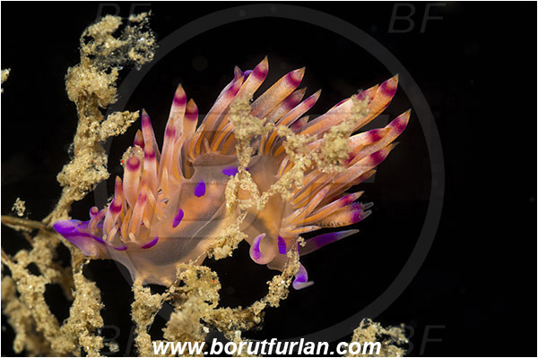 Lembeh strait, Sulawesi, Indonesia, Coryphellina rubrolineata, Coryphellina, Flabellinidae, Aeolid nudibranch, Gastropoda, Mollusca, Mollusc, Nudibranch