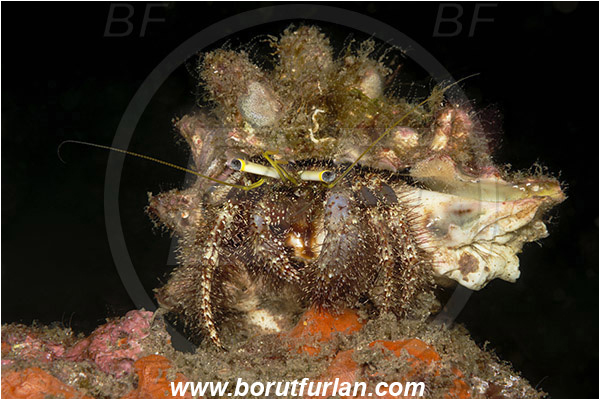 Lembeh strait, Sulawesi, Indonesia, Dardanus sp., Dardanus, Diogenidae, Anemone Hermit Crab, Hermit Crab, Decapoda, Crustacea, Crustacean