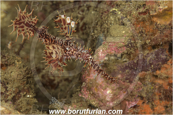 Lembeh strait, Sulawesi, Indonesia, Solenostomus paradoxus, Solenostomus, Solenostomidae, Harlequin Ghost Pipefish, Ornate Ghost Pipefish, Fish