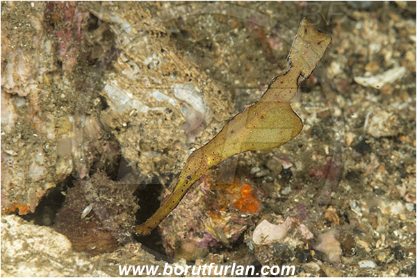 Lembeh strait, Sulawesi, Indonesia, Solenostomus cyanopterus, Solenostomus, Solenostomidae, Robust Ghost Pipefish, Ghost Pipefish, Fish