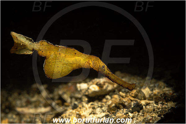 Lembeh strait, Sulawesi, Indonesia, Solenostomus cyanopterus, Solenostomus, Solenostomidae, Robust Ghost Pipefish, Ghost Pipefish, Fish