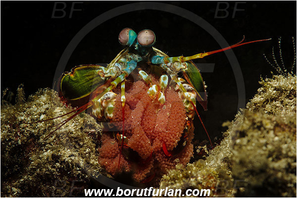 Lembeh strait, Sulawesi, Indonesia, Odontodactylus scyllarus, Odontodactylus, Odontodactylidae, Crustacea, Crustacean, Stomatopoda, Stomatopod, Mantis Shrimp, Eggs, Portrait