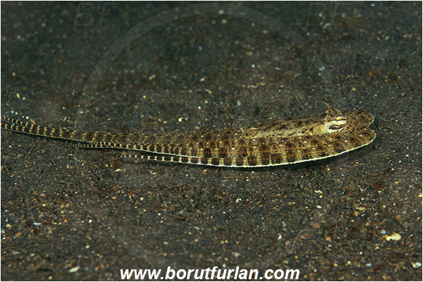 Lembeh strait, Sulawesi, Indonesia, Thaumoctopus mimicus, Thaumoctopus, Octopodidae, Cephalopoda, Mollusca, Mollusc, Mimic Octopus, Octopus