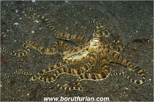 Lembeh strait, Sulawesi, Indonesia, Thaumoctopus mimicus, Thaumoctopus, Octopodidae, Cephalopoda, Mollusca, Mollusc, Mimic Octopus, Octopus