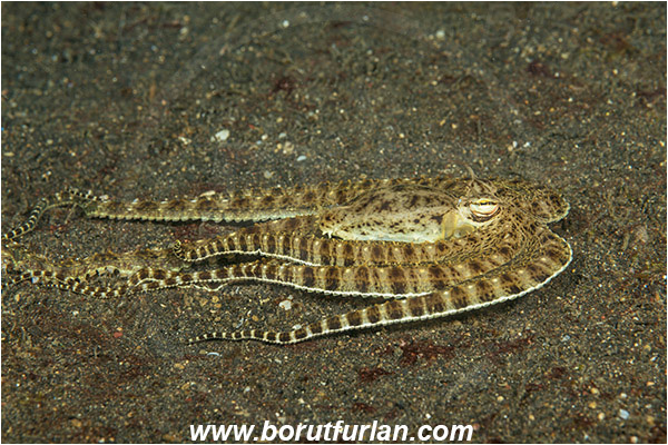 Lembeh strait, Sulawesi, Indonesia, Thaumoctopus mimicus, Thaumoctopus, Octopodidae, Cephalopoda, Mollusca, Mollusc, Mimic Octopus, Octopus
