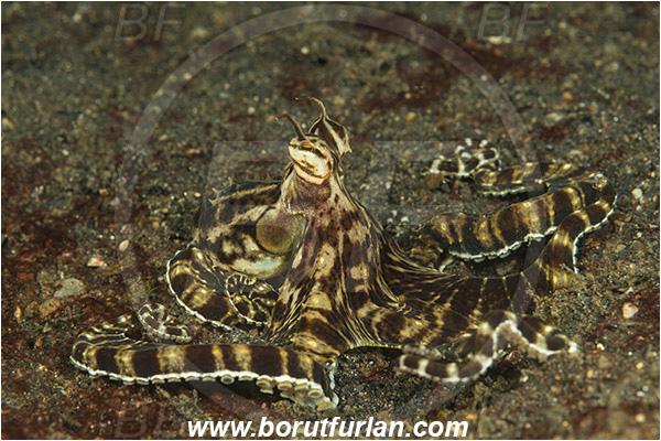 Lembeh strait, Sulawesi, Indonesia, Thaumoctopus mimicus, Thaumoctopus, Octopodidae, Cephalopoda, Mollusca, Mollusc, Mimic Octopus, Octopus