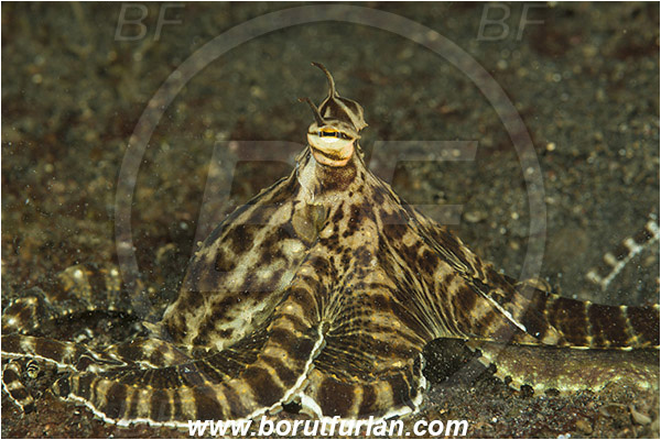 Lembeh strait, Sulawesi, Indonesia, Thaumoctopus mimicus, Thaumoctopus, Octopodidae, Cephalopoda, Mollusca, Mollusc, Mimic Octopus, Octopus