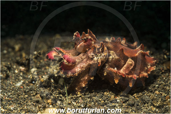Lembeh strait, Sulawesi, Indonesia, Metasepia pfefferi, Metasepia, Sepiidae, Cephalopoda, Mollusca, Mollusc, Pfeffer