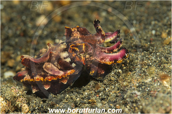 Lembeh strait, Sulawesi, Indonesia, Metasepia pfefferi, Metasepia, Sepiidae, Cephalopoda, Mollusca, Mollusc, Pfeffer