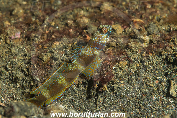 Lembeh strait, Sulawesi, Indonesia, Amblyeleotris latifasciata, Amblyeleotris, Gobiidae, Wide-barred shrimpgoby, Shrimpgoby, Goby, Fish