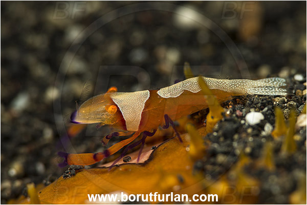 Lembeh strait, Sulawesi, Indonesia, Zenopontonia rex, Zenopontonia, Palaemonidae, Decapoda, Emperor Shrimp, Shrimp, Crustacea, Crustacean