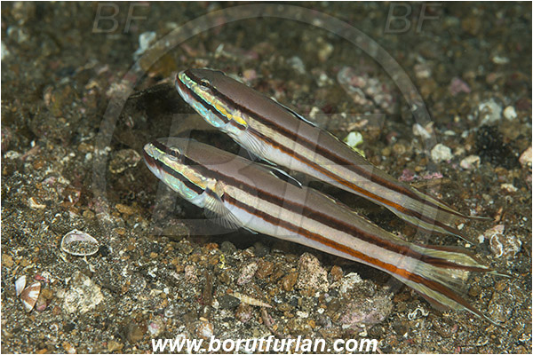 Lembeh strait, Sulawesi, Indonesia, Valenciennea helsdingenii, Valenciennea, Gobiidae, Twostripe goby, Goby, Fish