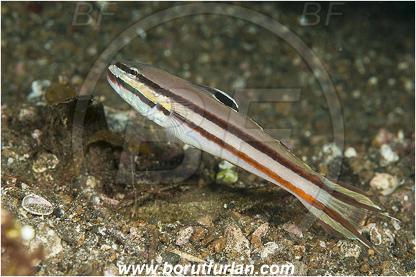 Lembeh strait, Sulawesi, Indonesia, Valenciennea helsdingenii, Valenciennea, Gobiidae, Twostripe goby, Goby, Fish