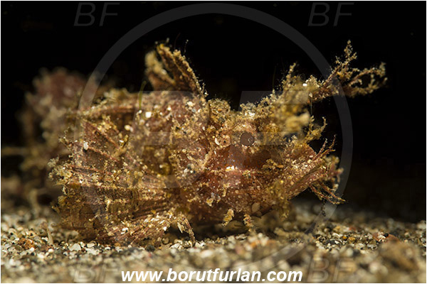 Lembeh strait, Sulawesi, Indonesia, Pteroidichthys amboinensis, Pteroidichthys, Scorpaenidae, Ambon scorpionfish, Scorpionfish, Fish