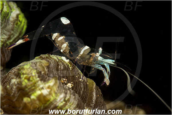 Lembeh strait, Sulawesi, Indonesia, Ancylomenes magnificus, Ancylomenes, Palaemonidae, Decapoda, Crustacea, Crustacean, Magnificent Anemone Shrimp, Cleaner Shrimp, Shrimp