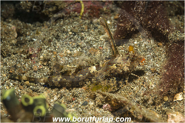 Lembeh strait, Styelidae, Indonesia, Dactylopus kuiteri, Dactylopus, Callionymidae, Orange & Black Dragonet, Dragonet, Fish