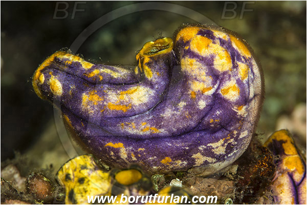 Lembeh strait, Sulawesi, Indonesia, Polycarpa aurata, Polycarpa, Styelidae, Tunicata, Golden Sea Squirt, Tunicate