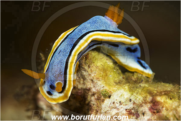 Lembeh strait, Sulawesi, Indonesia, Chromodoris annae, Chromodoris, Anna