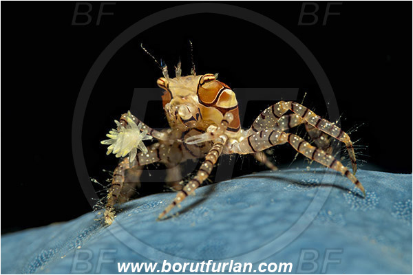Lembeh strait, Sulawesi, Indonesia, Lybia tessellata, Lybia, Xanthidae, Decapoda, Mosaic Boxer Crab, Boxer Crab, Crab, Crustacea, Crustacean