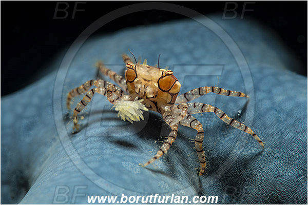 Lembeh strait, Sulawesi, Indonesia, Lybia tessellata, Lybia, Xanthidae, Decapoda, Mosaic Boxer Crab, Boxer Crab, Crab, Crustacea, Crustacean