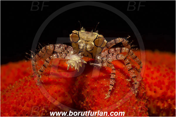 Lembeh strait, Sulawesi, Indonesia, Lybia tessellata, Lybia, Xanthidae, Decapoda, Mosaic Boxer Crab, Boxer Crab, Crab, Crustacea, Crustacean