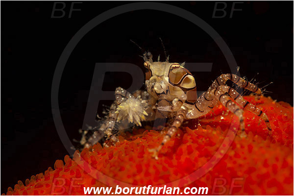 Lembeh strait, Sulawesi, Indonesia, Lybia tessellata, Lybia, Xanthidae, Decapoda, Mosaic Boxer Crab, Boxer Crab, Crab, Crustacea, Crustacean