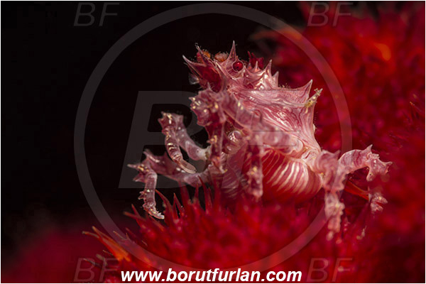 Lembeh strait, Sulawesi, Indonesia, Hoplophrys oatesii, Hoplophrys, Epialtidae, Decapoda, Soft Coral Crab, Crab, Crustacea, Crustacean