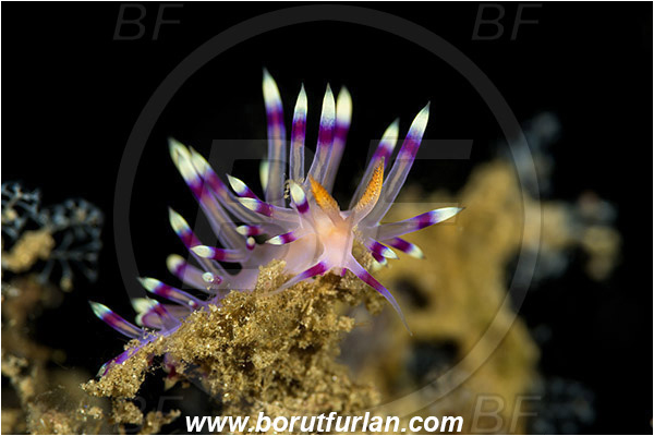 Lembeh strait, Sulawesi, Indonesia, Coryphellina exoptata, Coryphellina, Flabellinidae, Violet Flabellina, Aeolid nudibranch, Gastropoda, Mollusca, Mollusc, Nudibranch