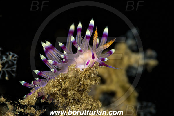 Lembeh strait, Sulawesi, Indonesia, Coryphellina exoptata, Coryphellina, Flabellinidae, Violet Flabellina, Aeolid nudibranch, Gastropoda, Mollusca, Mollusc, Nudibranch