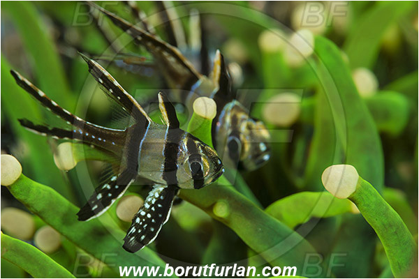 Lembeh strait, Sulawesi, Indonesia, Pterapogon kauderni, Pterapogon, Apogonidae, Banggai cardinalfish, Cardinalfish, Fish