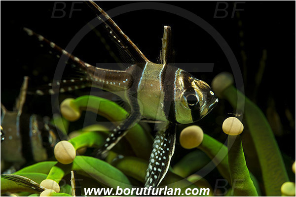 Lembeh strait, Sulawesi, Indonesia, Pterapogon kauderni, Pterapogon, Apogonidae, Banggai cardinalfish, Cardinalfish, Fish