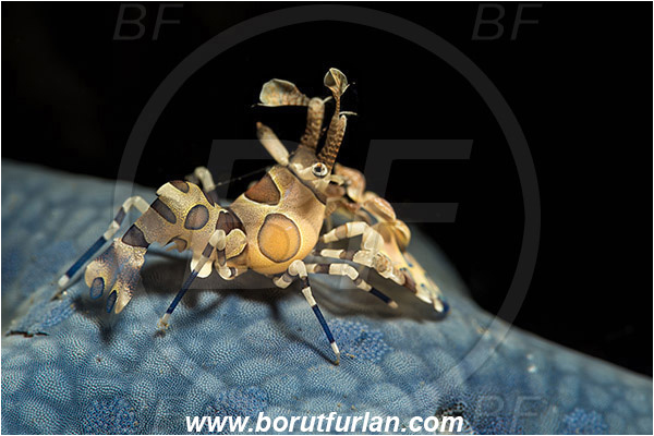 Lembeh strait, Sulawesi, Indonesia, Hymenocera picta, Hymenocera, Palaemonidae, Harlequin Shrimp, Shrimp, Decapoda, Crustacea, Crustacean