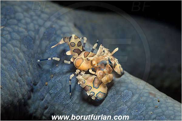 Lembeh strait, Sulawesi, Indonesia, Hymenocera picta, Hymenocera, Palaemonidae, Harlequin Shrimp, Shrimp, Decapoda, Crustacea, Crustacean