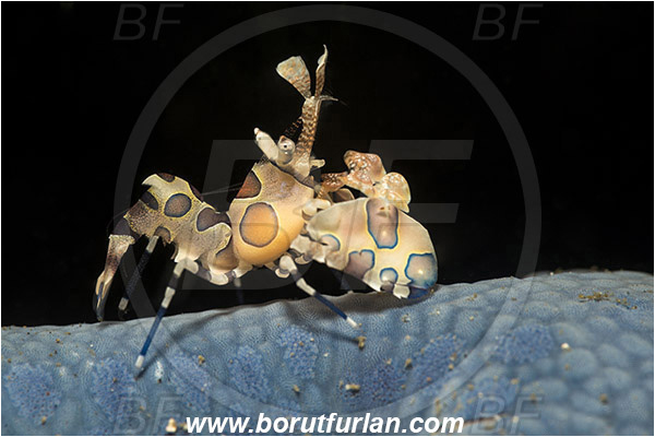 Lembeh strait, Sulawesi, Indonesia, Hymenocera picta, Hymenocera, Palaemonidae, Harlequin Shrimp, Shrimp, Decapoda, Crustacea, Crustacean