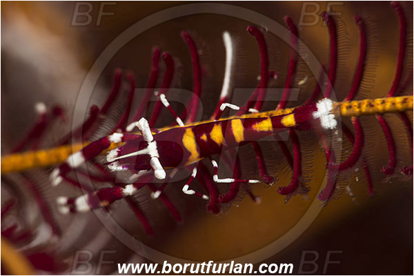 Lembeh strait, Sulawesi, Indonesia, Laomenes amboinensis, Laomenes, Palaemonidae, Ambon Crinoid Shrimp, Shrimp, Decapoda, Crustacea, Crustacean