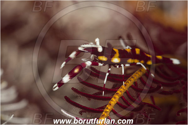 Lembeh strait, Sulawesi, Indonesia, Laomenes amboinensis, Laomenes, Palaemonidae, Ambon Crinoid Shrimp, Shrimp, Decapoda, Crustacea, Crustacean