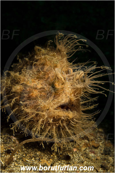 Lembeh strait, Sulawesi, Indonesia, Antennarius striatus, Antennarius, Antennariidae, Striated frogfish, Frogfish, Fish, Portrait