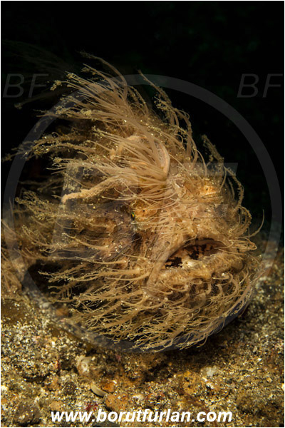 Lembeh strait, Sulawesi, Indonesia, Antennarius striatus, Antennarius, Antennariidae, Striated frogfish, Frogfish, Fish, Portrait