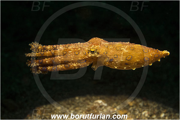 Lembeh strait, Sulawesi, Indonesia, Hapalochlaena sp., Hapalochlaena, Octopodidae, Blue-ringed octopus, Octopus, Cephalopoda, Mollusca, Mollusc