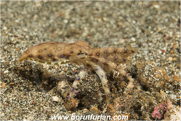 Lembeh strait, Sulawesi, Indonesia, Hapalochlaena sp., Hapalochlaena, Octopodidae, Blue-ringed octopus, Octopus, Cephalopoda, Mollusca, Mollusc