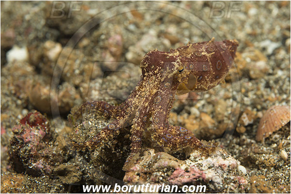 Lembeh strait, Sulawesi, Indonesia, Hapalochlaena sp., Hapalochlaena, Octopodidae, Blue-ringed octopus, Octopus, Cephalopoda, Mollusca, Mollusc