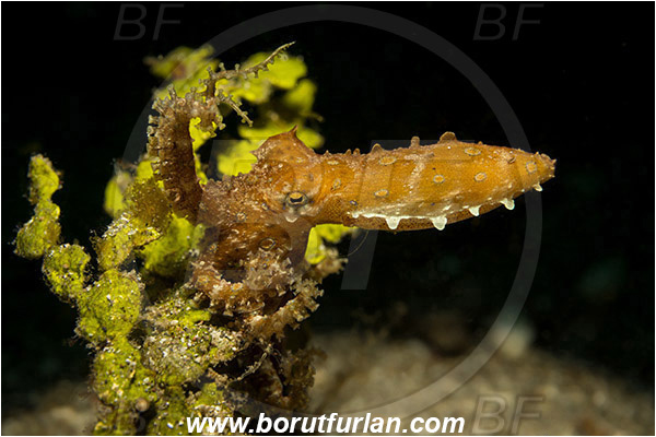 Lembeh strait, Sulawesi, Indonesia, Hapalochlaena sp., Hapalochlaena, Octopodidae, Blue-ringed octopus, Octopus, Cephalopoda, Mollusca, Mollusc