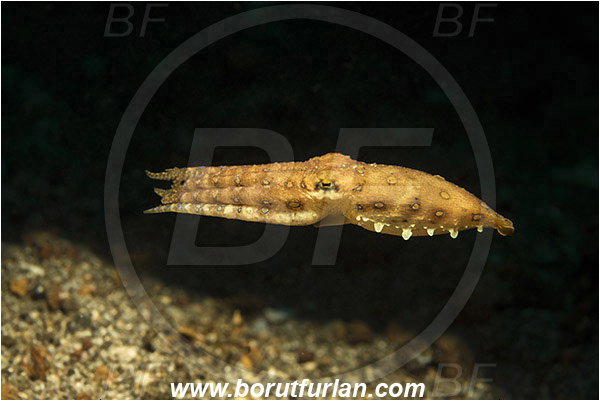 Lembeh strait, Sulawesi, Indonesia, Hapalochlaena sp., Hapalochlaena, Octopodidae, Blue-ringed octopus, Octopus, Cephalopoda, Mollusca, Mollusc