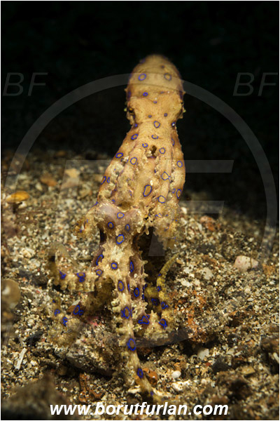 Lembeh strait, Sulawesi, Indonesia, Hapalochlaena sp., Hapalochlaena, Octopodidae, Blue-ringed octopus, Octopus, Cephalopoda, Mollusca, Mollusc