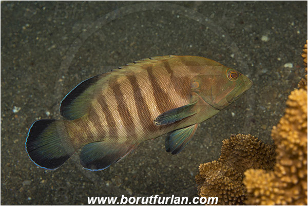 Lembeh strait, Sulawesi, Indonesia, Cephalopholis boenak, Cephalopholis, Serranidae, Chocolate hind, Brown-banded grouper, Grouper, Fish