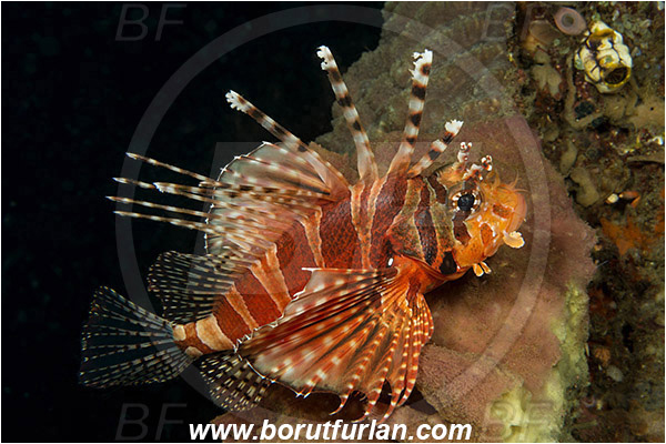 Lembeh strait, Sulawesi, Indonesia, Pterois antennata, Pterois, Scorpaenidae, Spotfin lionfish, Lionfish, Fish, Portrait