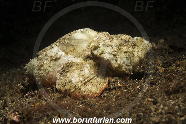 Lembeh strait, Sulawesi, Indonesia, Scorpaenopsis diabolus, Scorpaenopsis, Scorpaenidae, False Stonefish, Scorpionfish, Fish, White variant