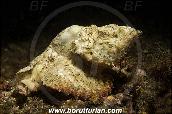 Lembeh strait, Sulawesi, Indonesia, Scorpaenopsis diabolus, Scorpaenopsis, Scorpaenidae, False Stonefish, Scorpionfish, Fish, White variant