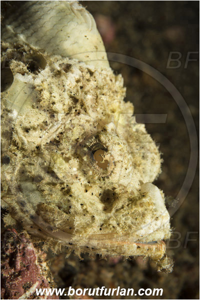 Lembeh strait, Sulawesi, Indonesia, Scorpaenopsis diabolus, Scorpaenopsis, Scorpaenidae, False Stonefish, Scorpionfish, Fish, White variant, Portrait