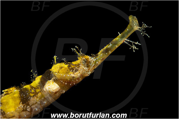 Lembeh strait, Sulawesi, Indonesia, Halicampus macrorhynchus, Halicampus, Syngnathidae, Winged Pipefish, Ornate Pipefish, Pipefish, Fish, Portrait